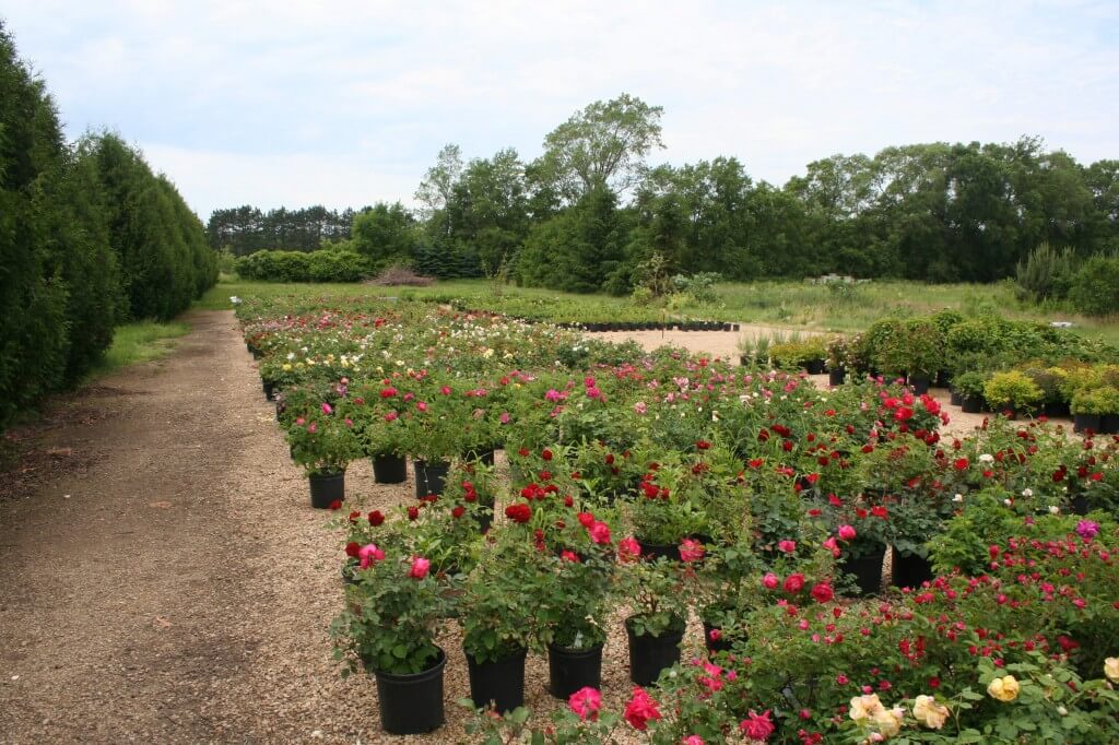 sam kedum nursery