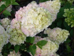 strawberry sundae hydrangea