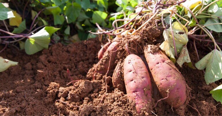 Grow unusual vegetables like sweet potato vines in a northern garden