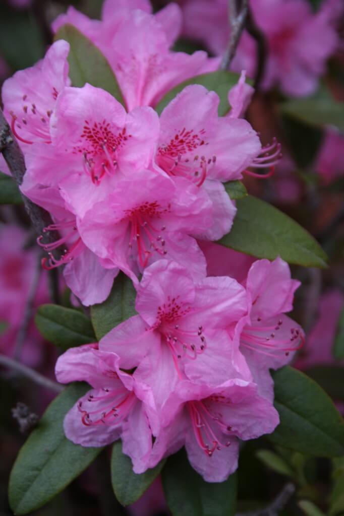 azalea pink lights