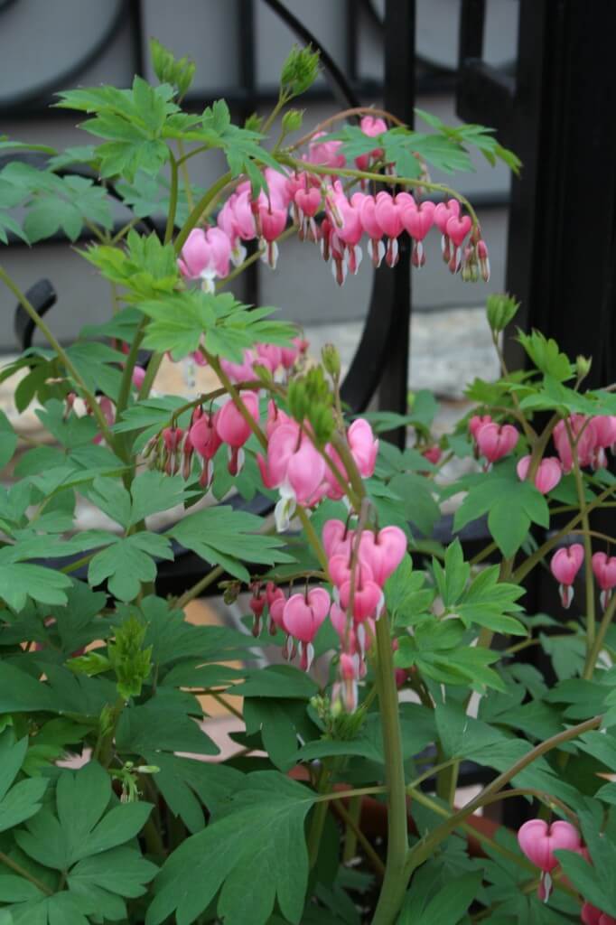 bleeding heart