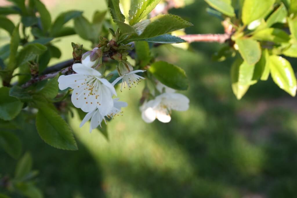 cherry blossom