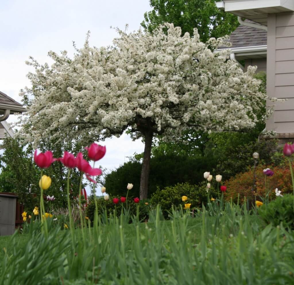 crabapple in bloom