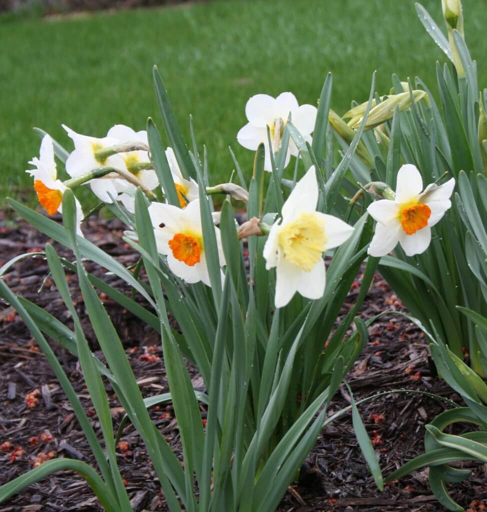 daffodils
