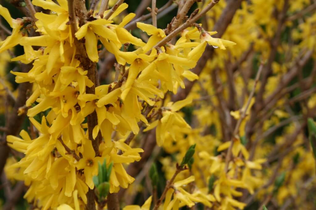 forsythia