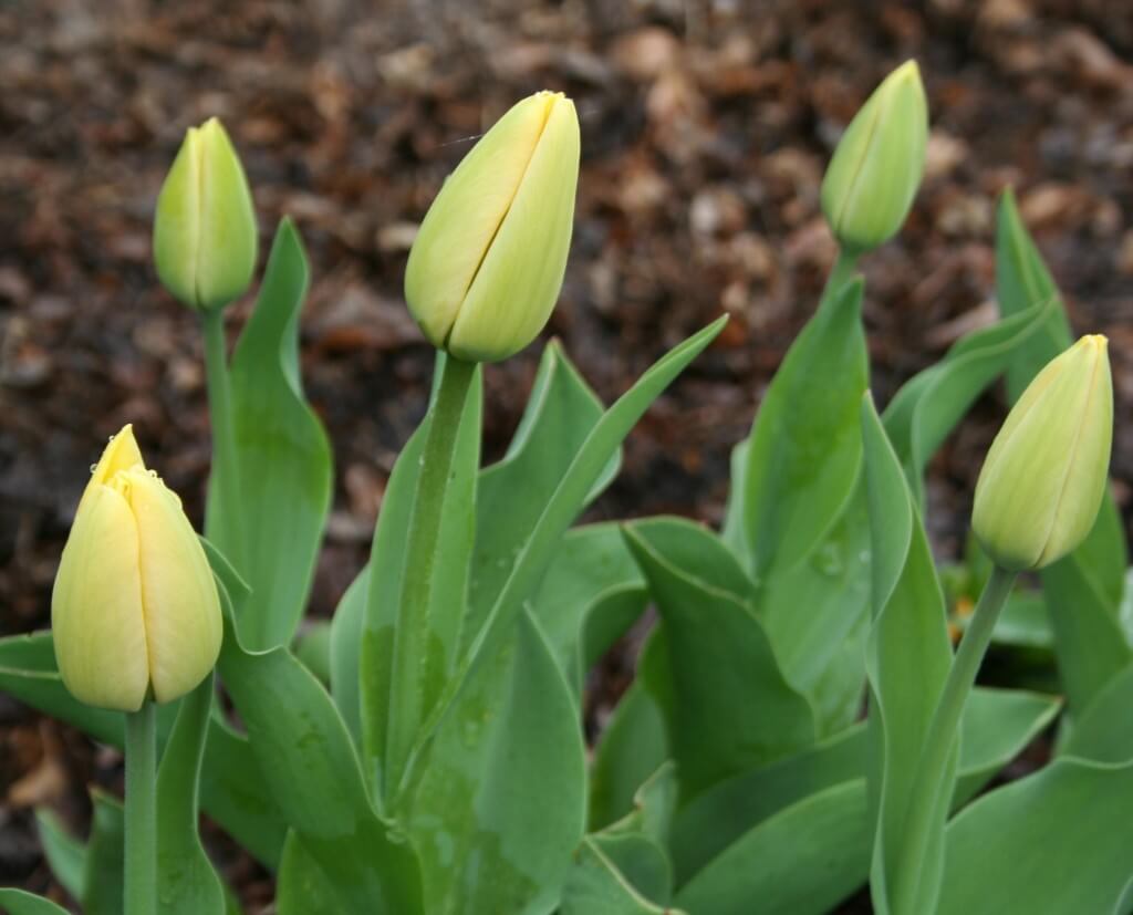 yellow tulip buds