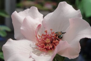 Japanese beetle on Dainty b