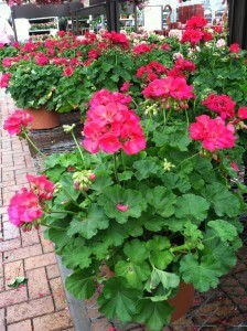 geraniums at gertens