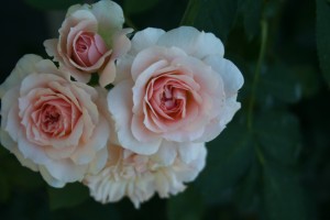 mordenblush shrub rose