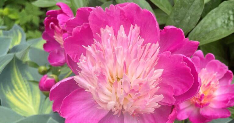 How to Grow Peonies