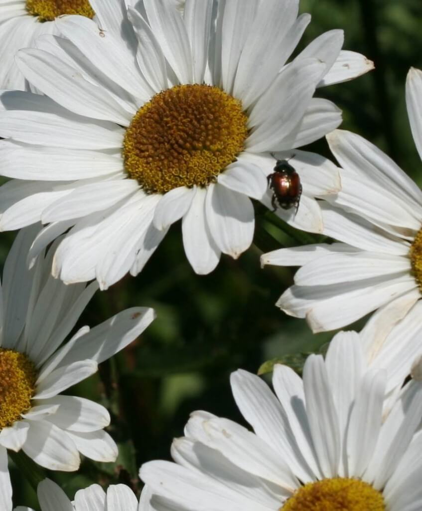 Japanese beetle on daisy