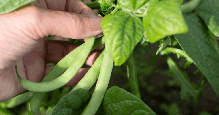 Green beans on a plant