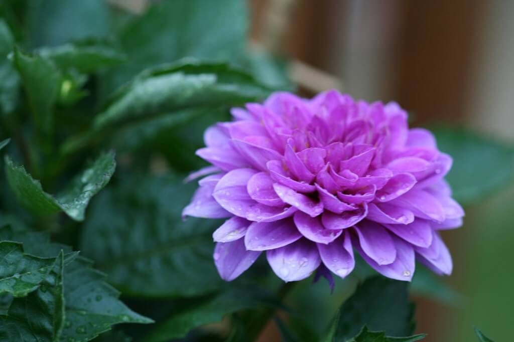 dahlia