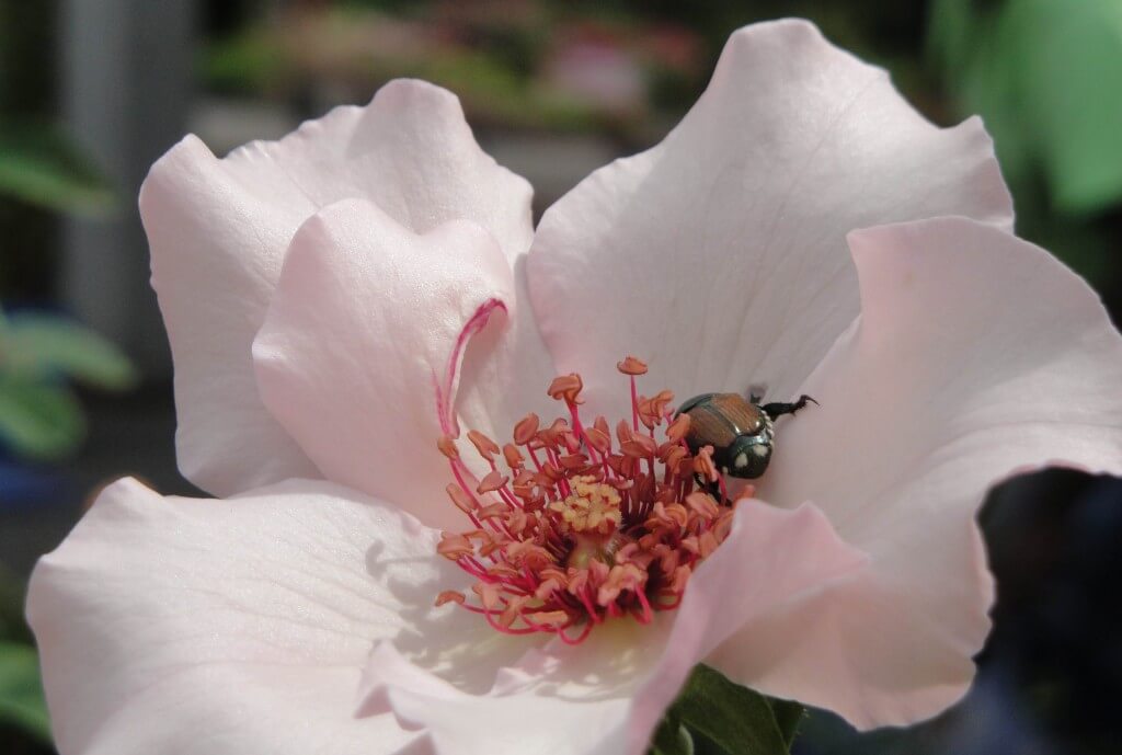 dainty bess rose with beetle
