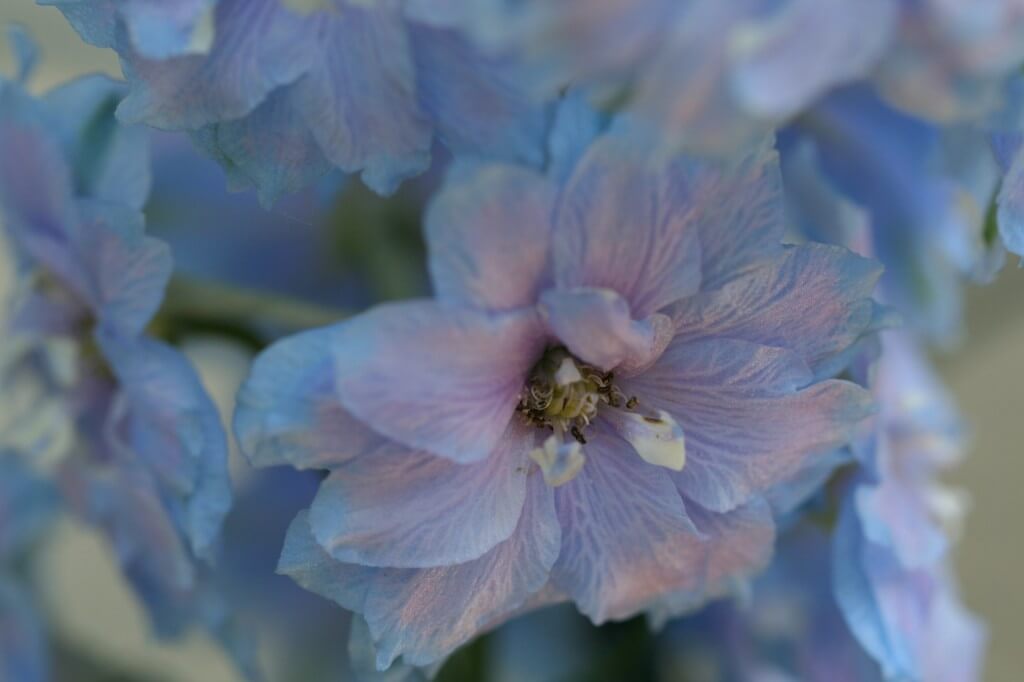 delphinium