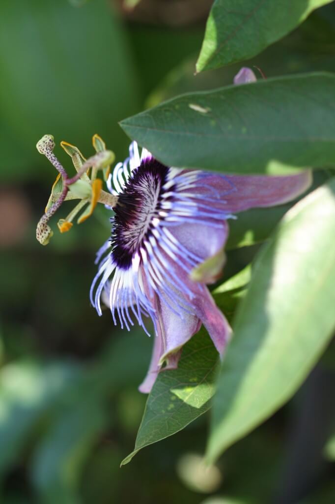 passionflower