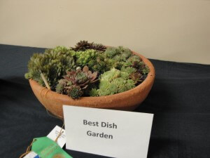 best dish garden