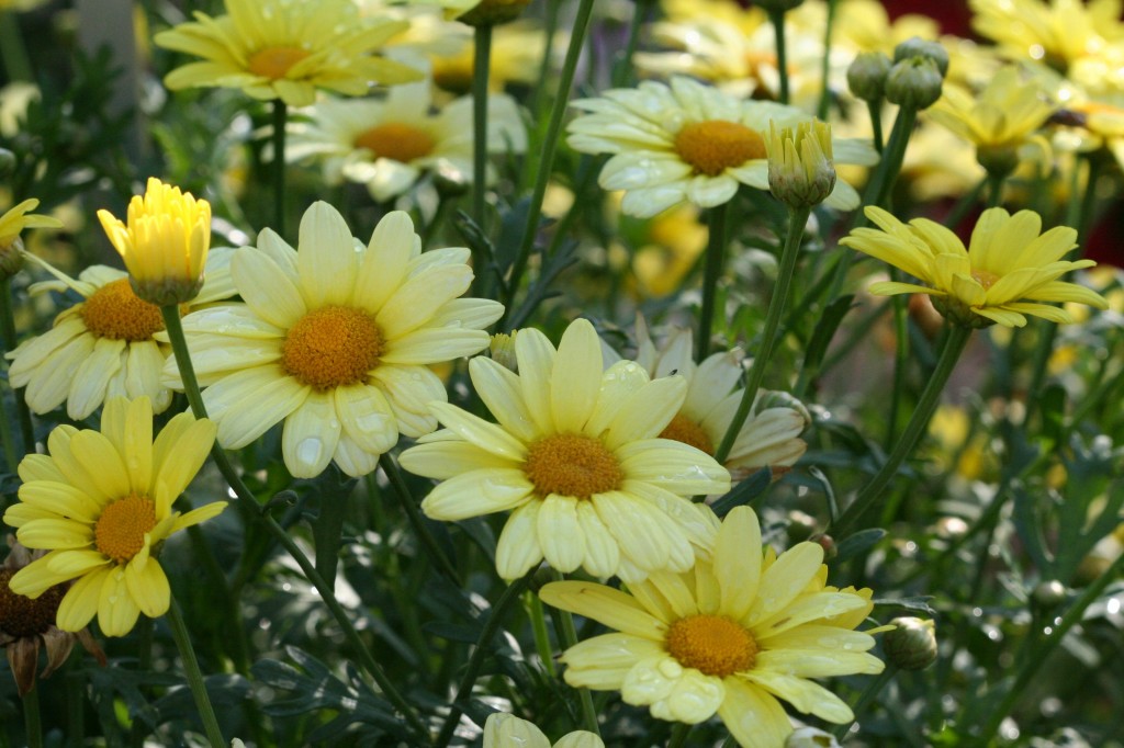 'Flutterby Yellow' Marguerite daisy is an Ecke introduction. The pastel yellow is a beautiful shade with the deeper center. 