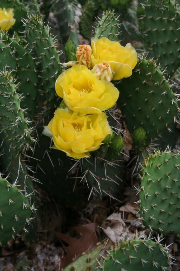 prickly pear in bloom