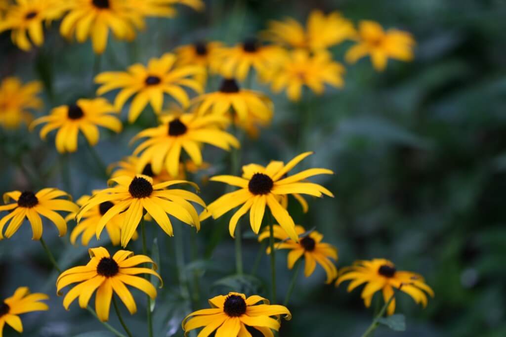 blackeyed susans