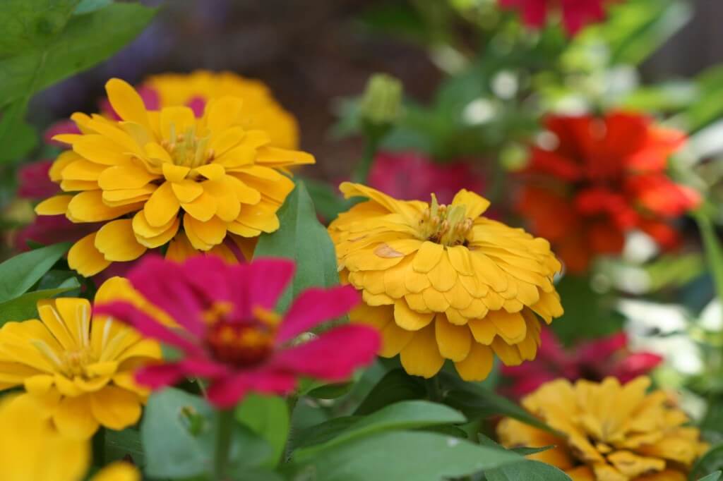 reliable zinnias