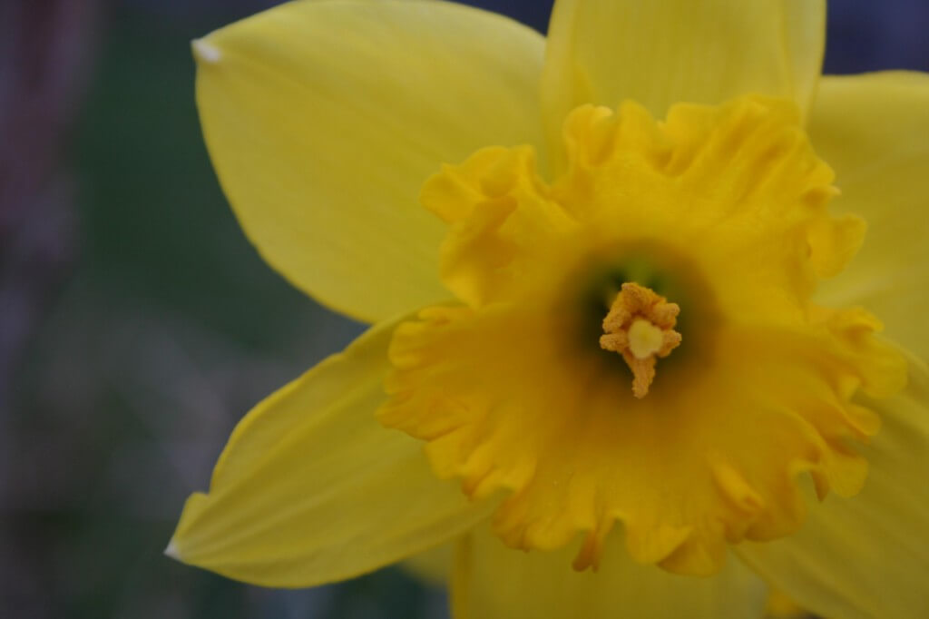 daffodil