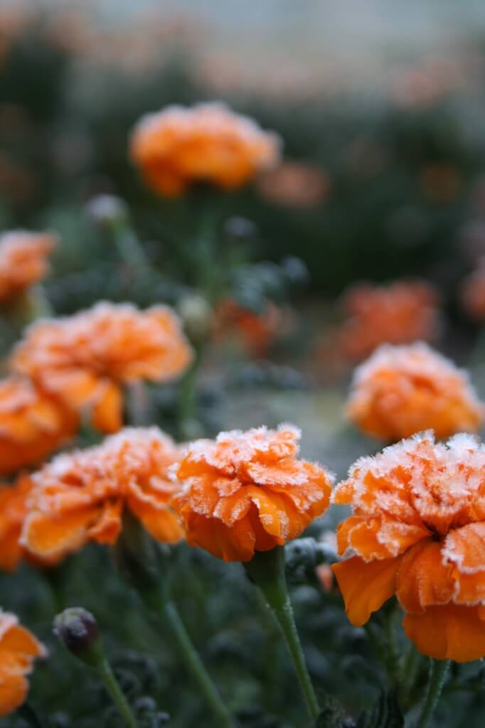 frosty marigolds