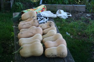 squash curing