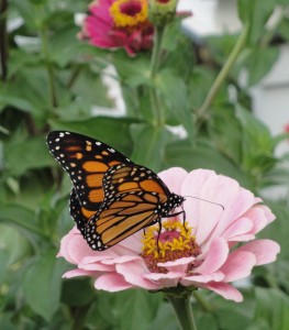 Home gardens are becoming an increasingly important food source for pollinators. 