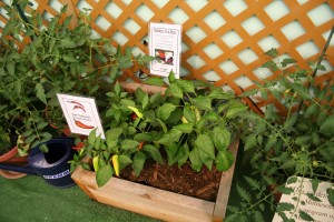 The first boxes for the Garden in a Box program were smaller and made of wood. 