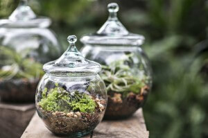 *GertensTerrarium