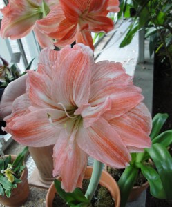 While not traditional holiday colors Amaryllis 'Madrid' would brighten up your home in winter.