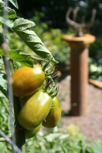 Water consistently for a great tomato crop. 