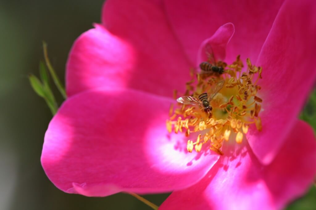 insects on rose