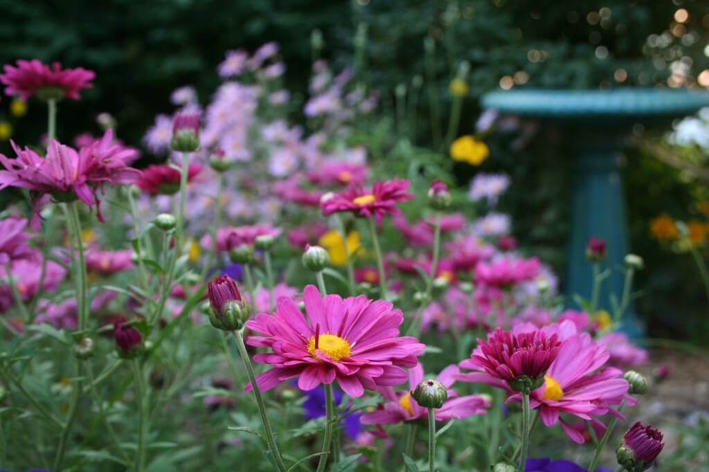 mum and birdbath
