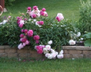 Peonies flop after rain