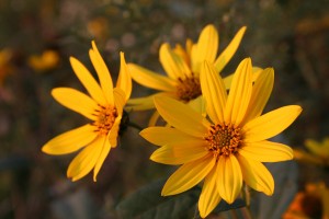 Native plants and hardy perennials are great choices for winter sowing. 