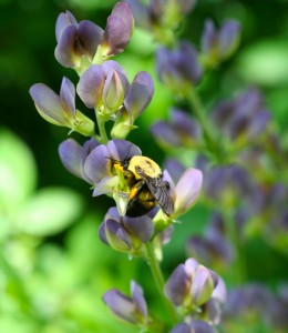 Find out what to plant to attract bees at the home show. 