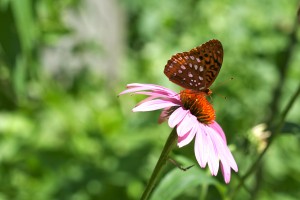 The petals on ray flowers, like coneflowers, are a perfect landing pad for butterflies. 