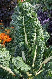 Chard and other greens do well in less sunny areas. 