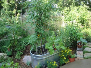 In this partial shade spot, a container is used to grow cherry tomatoes and chard. 