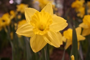 Yes, you will see real, live, blooming daffodils at the Minneapolis Home and Garden Show. Also, lots of great speakers on garden topics. 