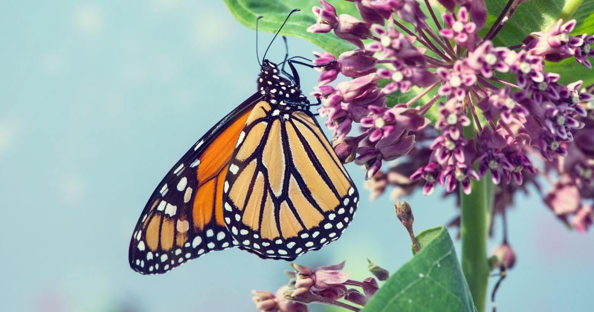 Monarch butterfly on common milkweed bloom