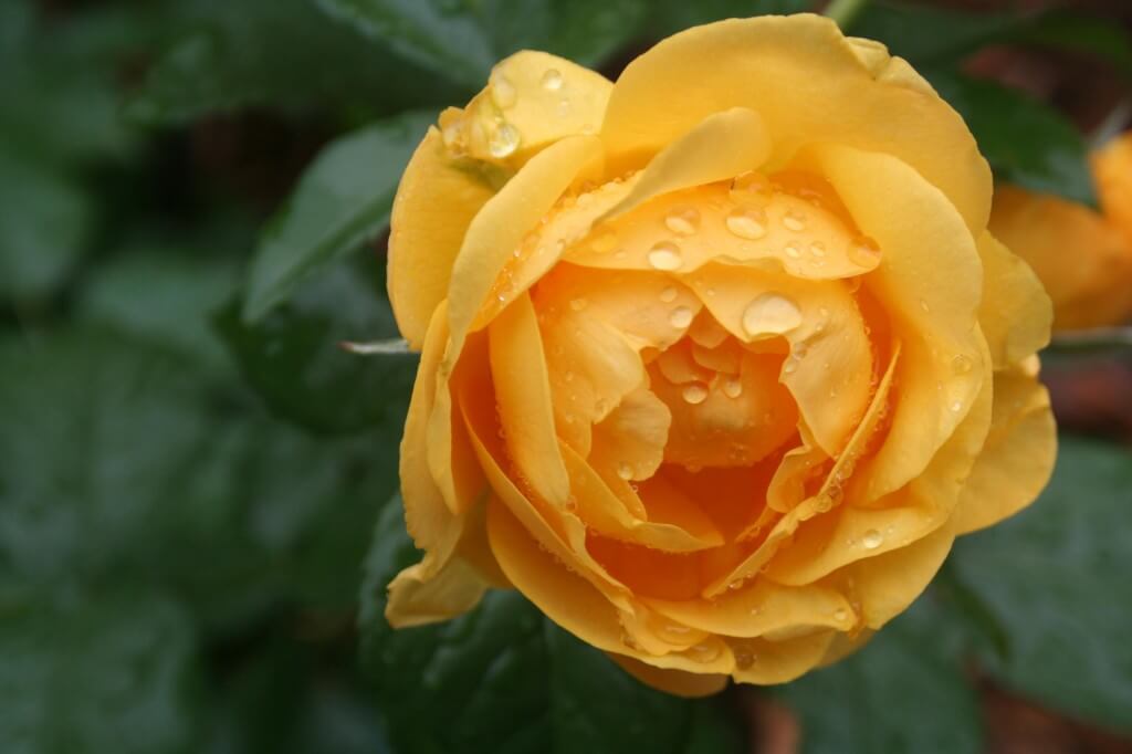 rose in rain