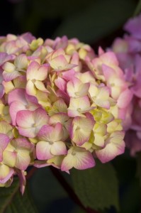 Bloomstruck blooms in colors from cream/pink to deep purple.  Bailey Nurseries photo