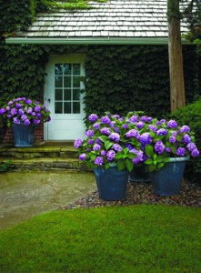 Hydrangeas look great in large, dramatic containers. Bailey Nurseries photo