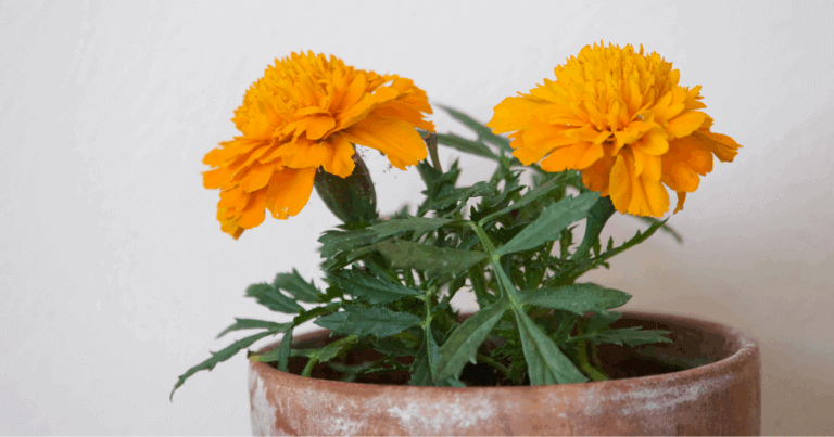 Starting annuals from seed like marigolds