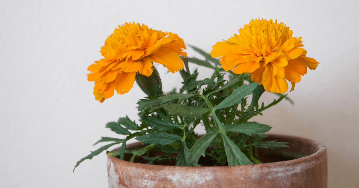 Starting annuals from seed like marigolds