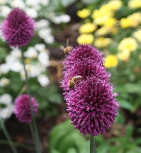 allium bees