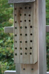 Leaf-cutter bees nested in this home-made bee house. 
